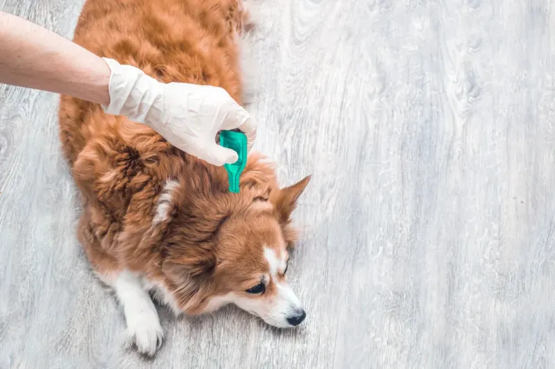 Skip Parasite Prevention