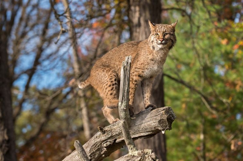 Indiana – Bobcat