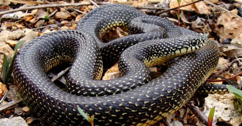 Indiana – Black Kingsnake