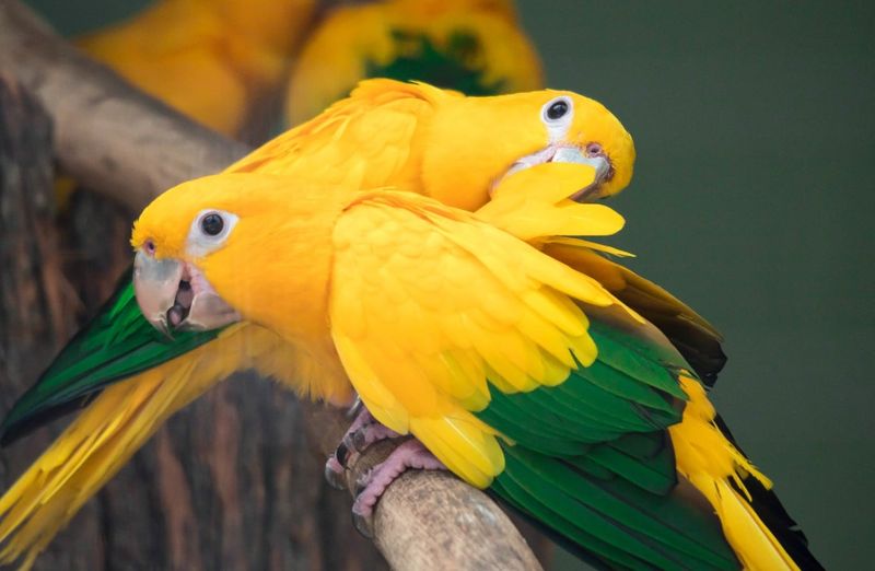 Golden Conure