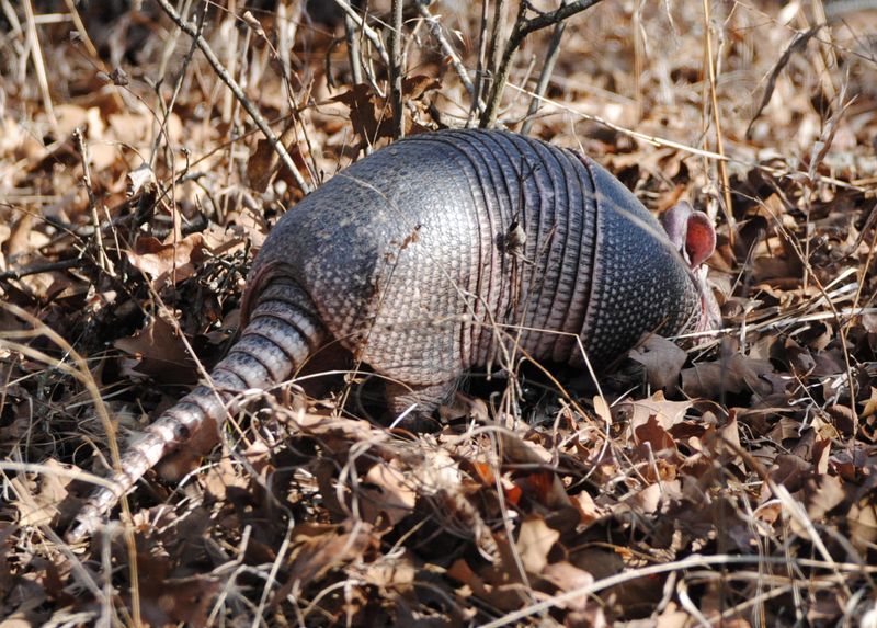How To Handle Armadillo Sightings