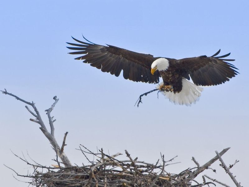 Expert Nest Builders