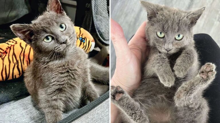 sweet kitten