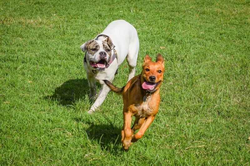 Not Giving Enough Exercise Or Playtime