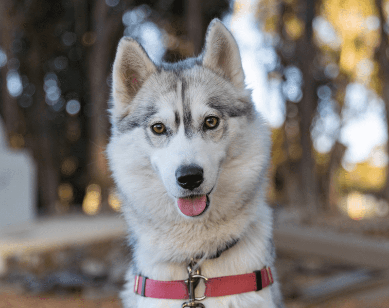 Husky Rescue Groups And Adoption In California