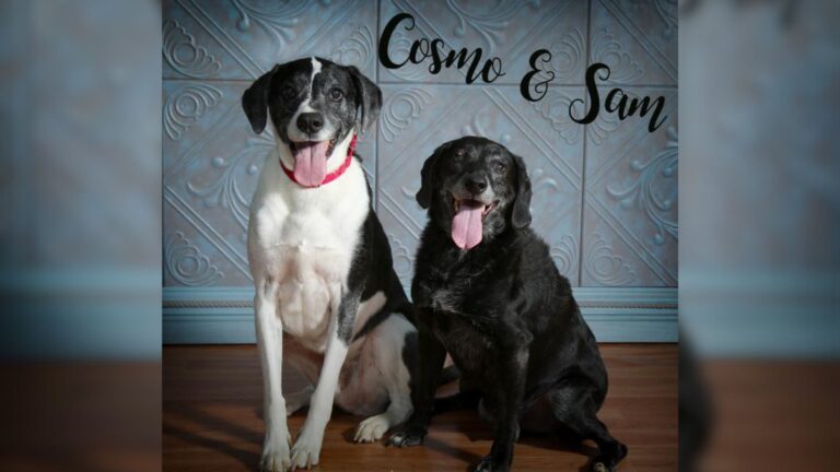 two dogs