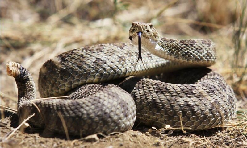 Iowa – Prairie Kingsnake