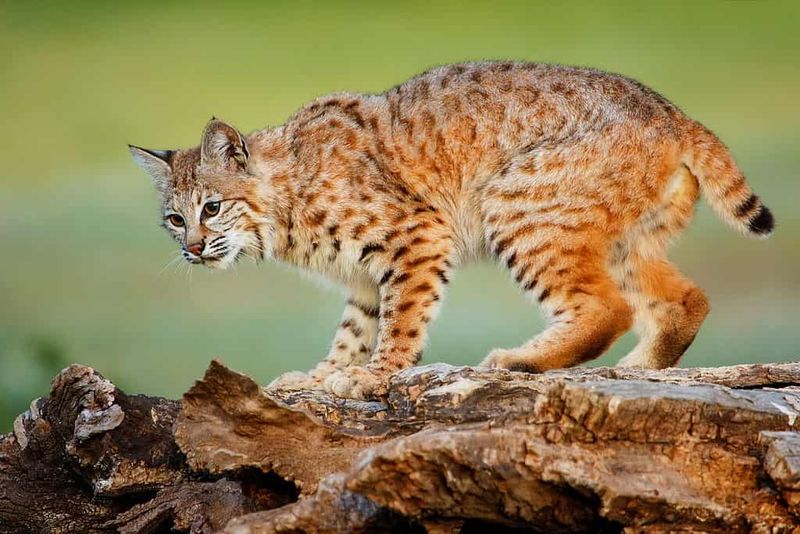 Iowa – Bobcat