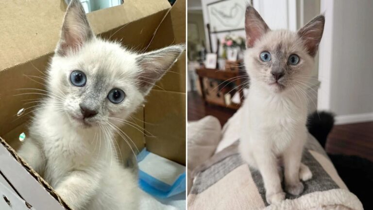 tiny kitten