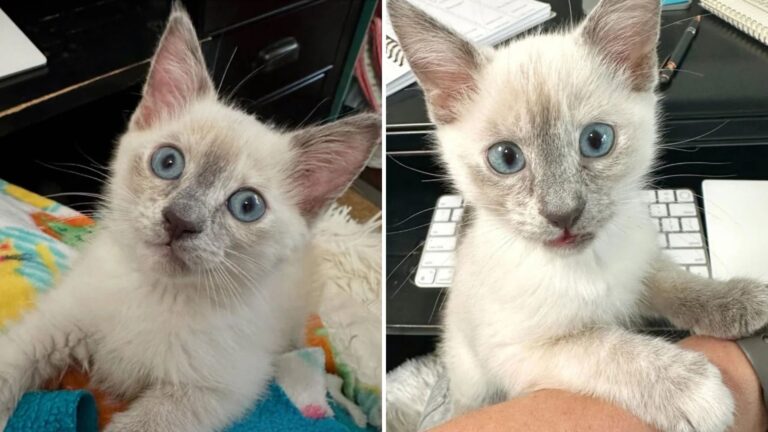 Indianapolis Shelter Volunteer Steps In To Save A Kitten Marked With ‘Immediate'