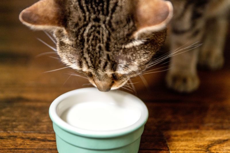 Milk Is Good For Cats