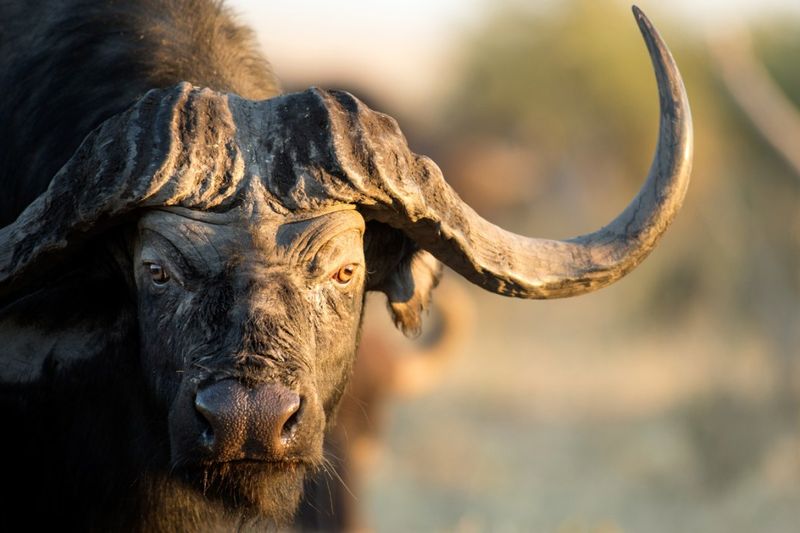 Cape Buffalo
