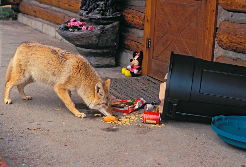 Secure Garbage And Remove Attractants