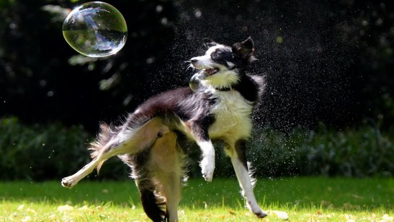 Chasing Bubbles