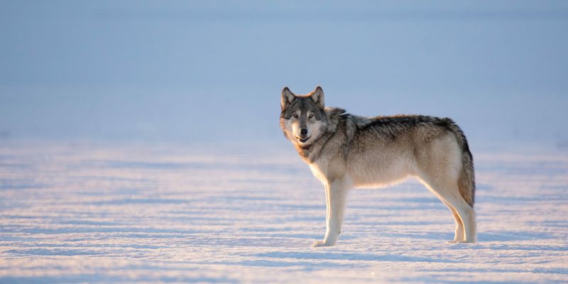 What Makes This Wolf Pack America's Largest?