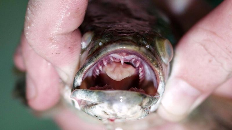 A Menacing Invasive Species