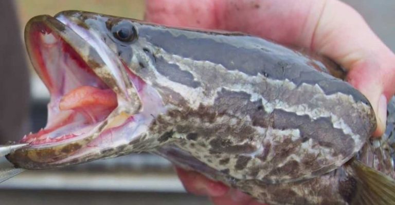Invasive Fish That Consumes Birds And Can Travel On Land Discovered In 9 U.S. States