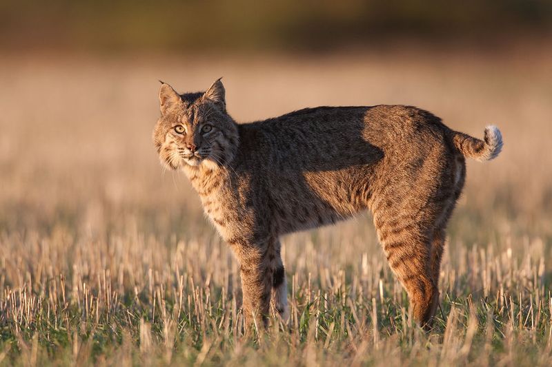 Kansas – Bobcat