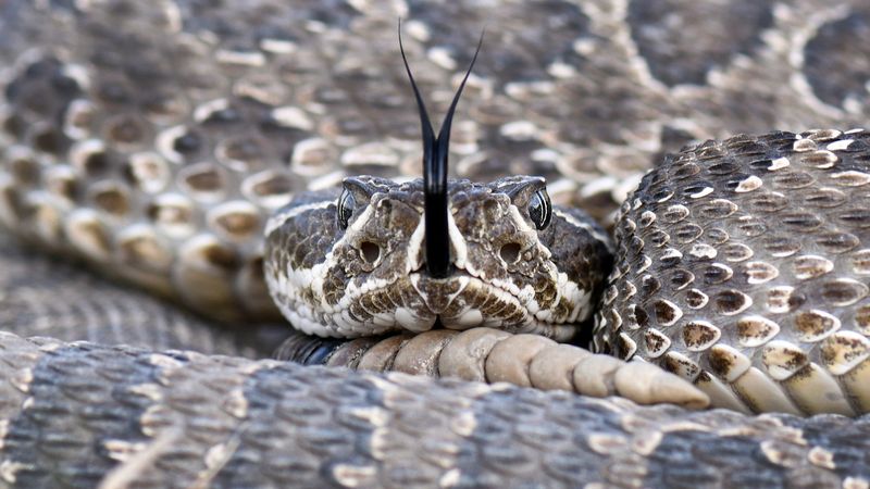 Kansas – Western Rat Snake