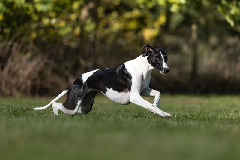 Whippet