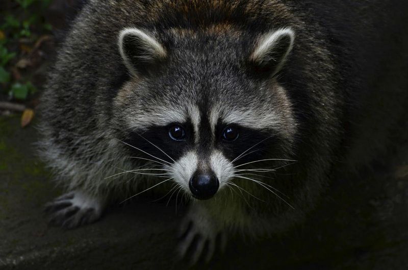Legal Status Of Raccoon Ownership In Texas