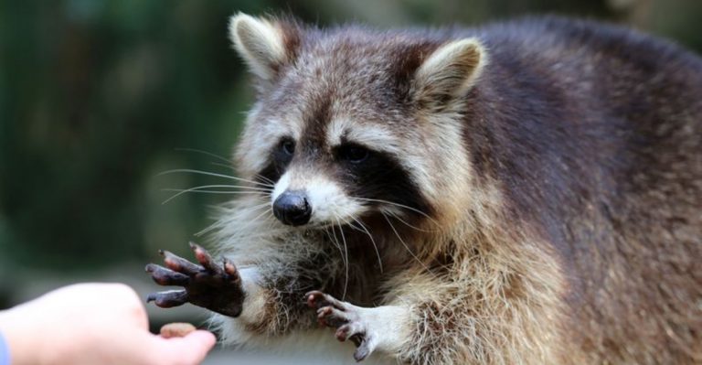 Is It Legal To Own A Pet Raccoon In Texas?