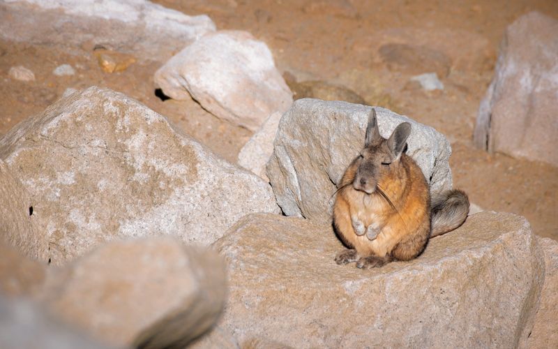 Why We Need To Protect This Cute And Laid-Back Rodent