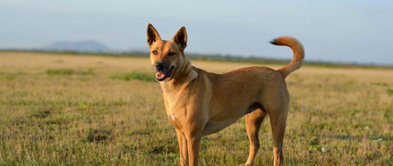 Carolina Dog