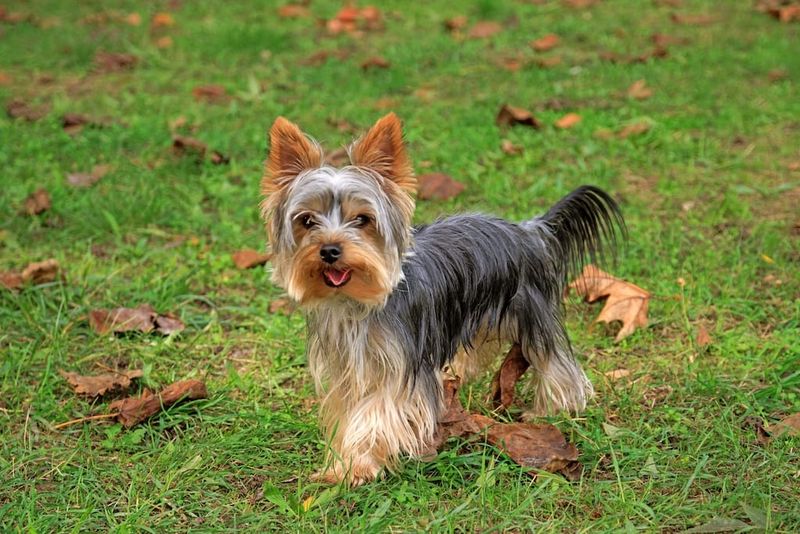 Yorkshire Terrier, Deceptively Heat-Hardy