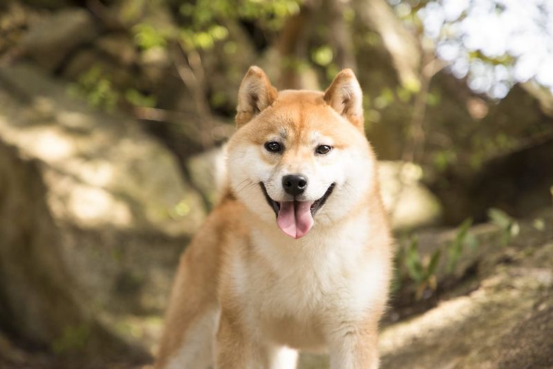 Shiba Inu