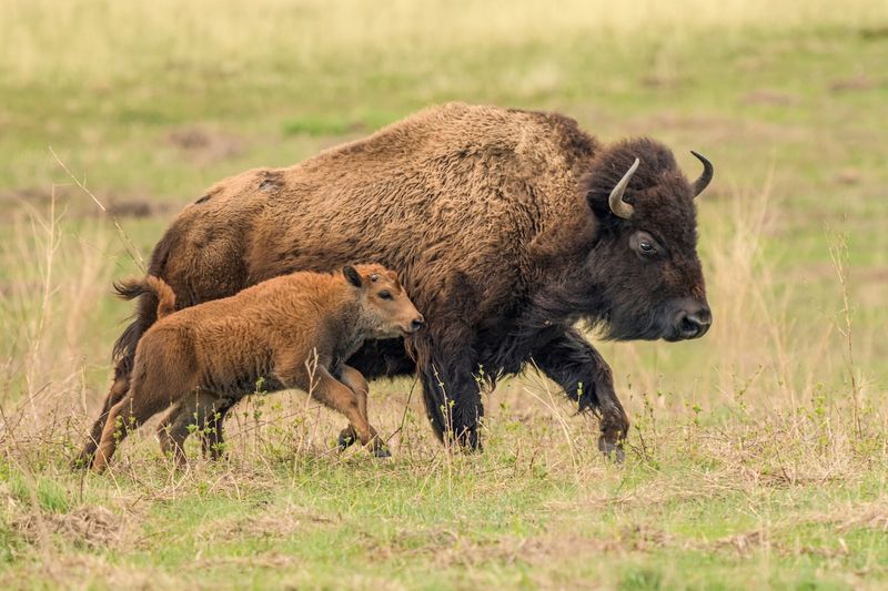 Bison