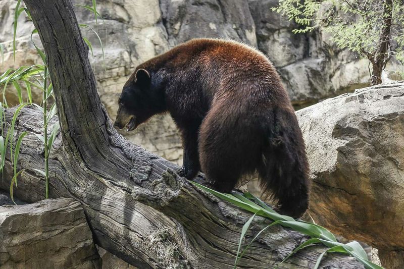 Black Bear