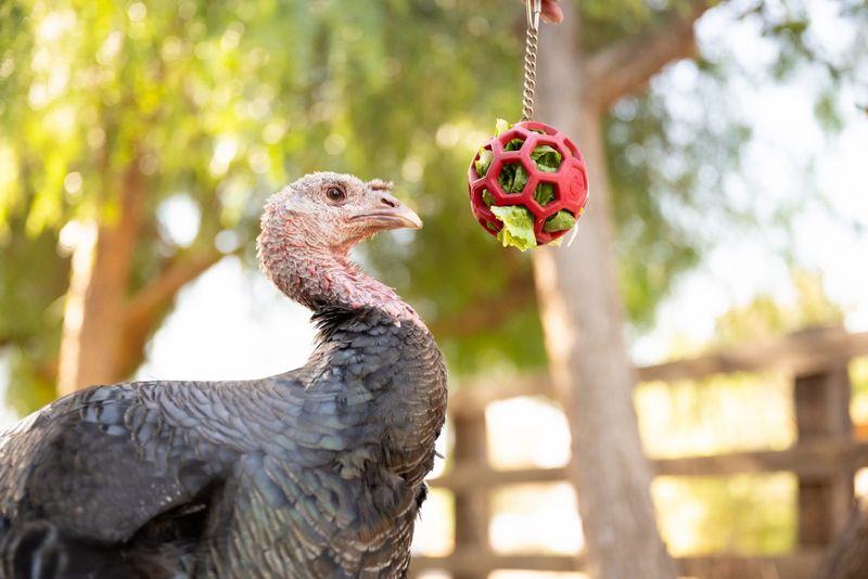 Serena The Turkey Got A Second Chance
