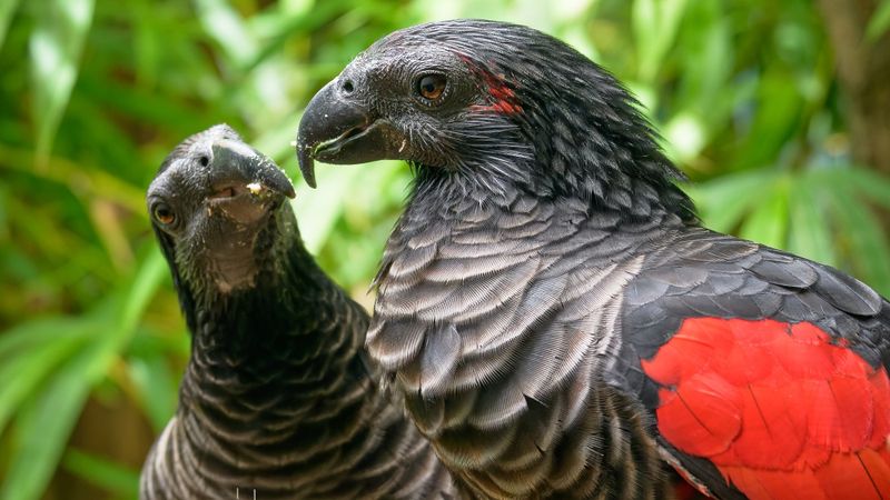 Pesquet's Parrot