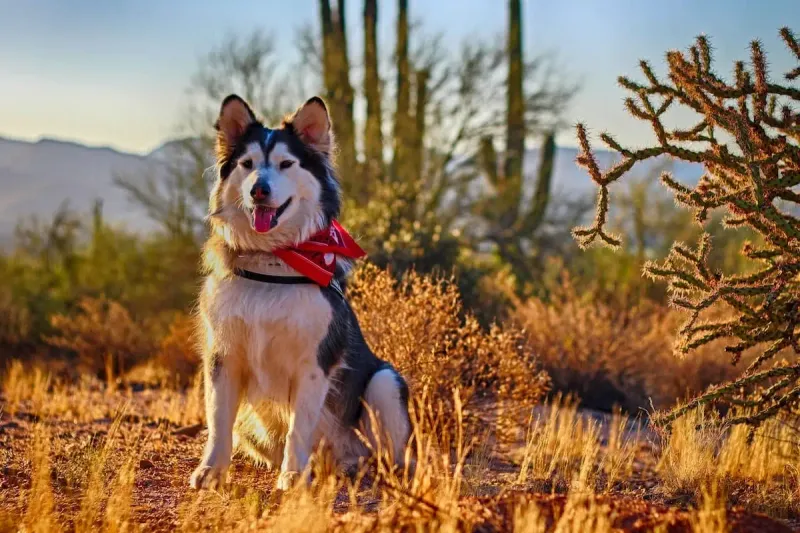 Tucson, Arizona