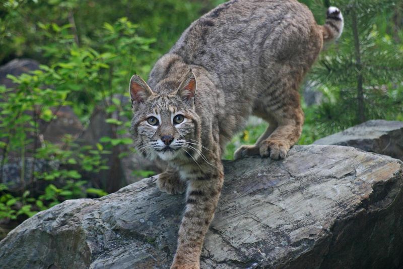 Kentucky – Bobcat