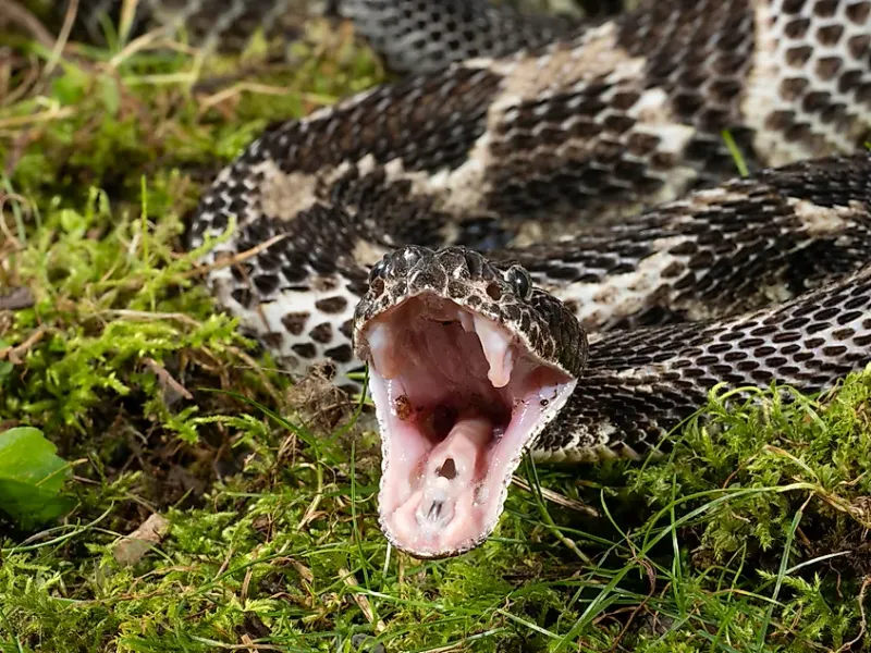 Kentucky – Timber Rattlesnake