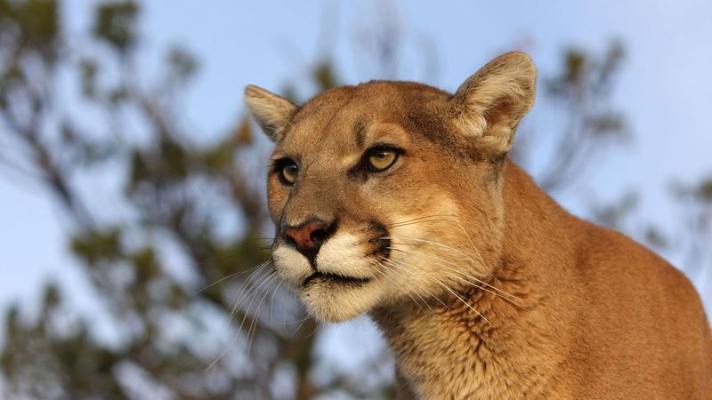 Mountain Lions Rarely Attack Humans
