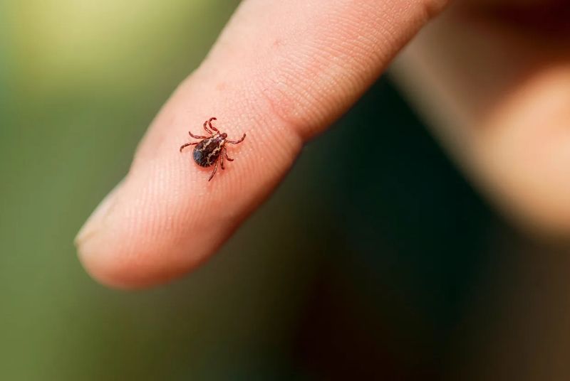 Avoid Parks During Peak Tick Season