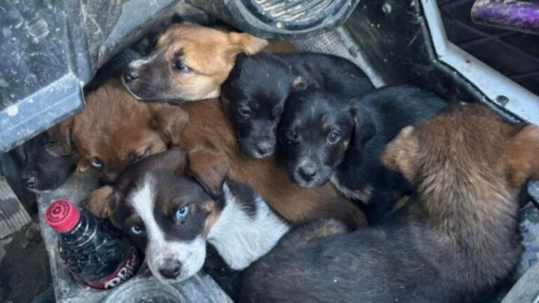 seven puppies