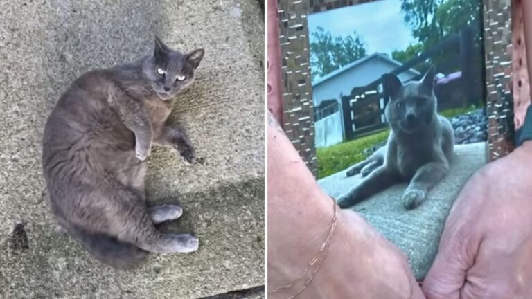 Kentucky Family Devastated After Neighbor Shoots Their Cat Over Something Bizarre