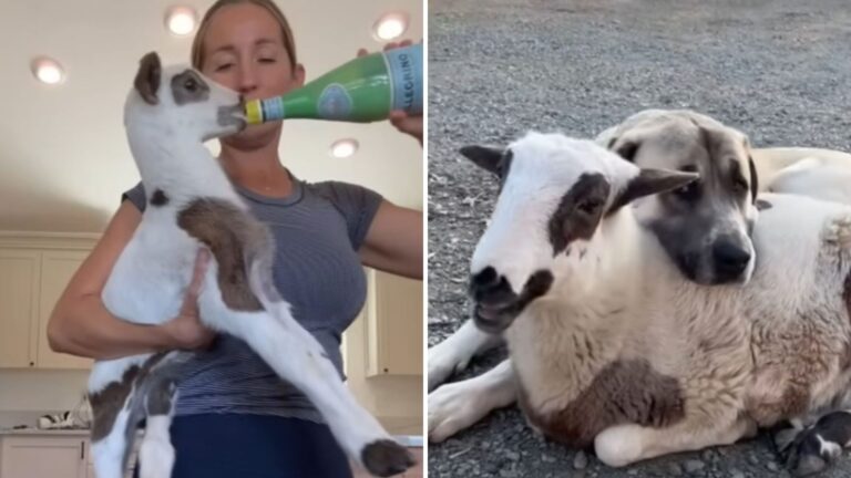 Kentucky Woman Rescues Rejected Lamb And Can’t Believe The Reaction Of Her Dog