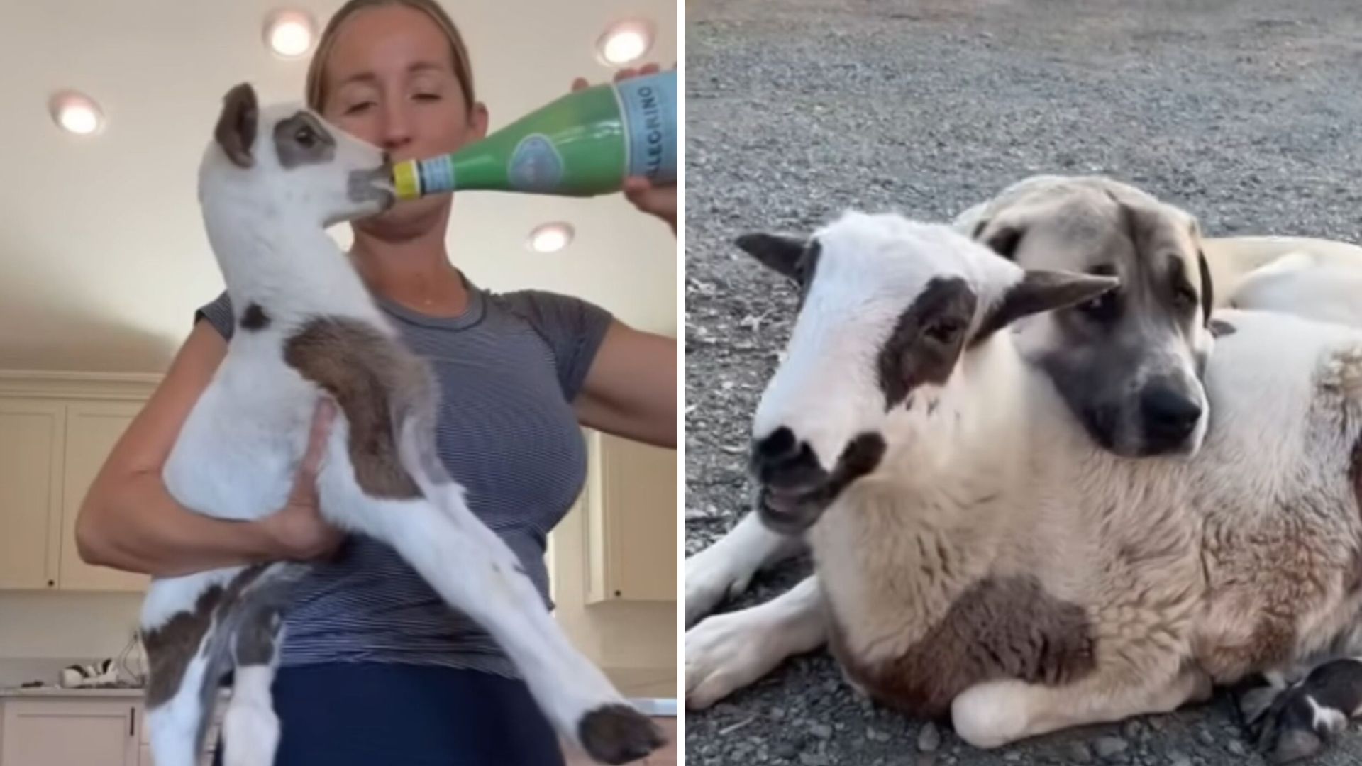 Kentucky Woman Rescues Rejected Lamb And Can’t Believe The Reaction Of Her Dog
