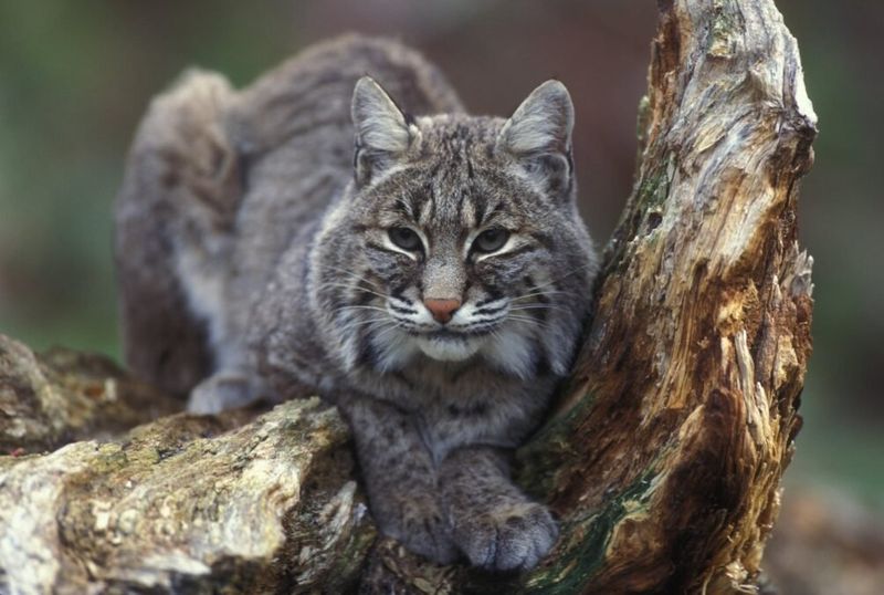 Louisiana – Bobcat