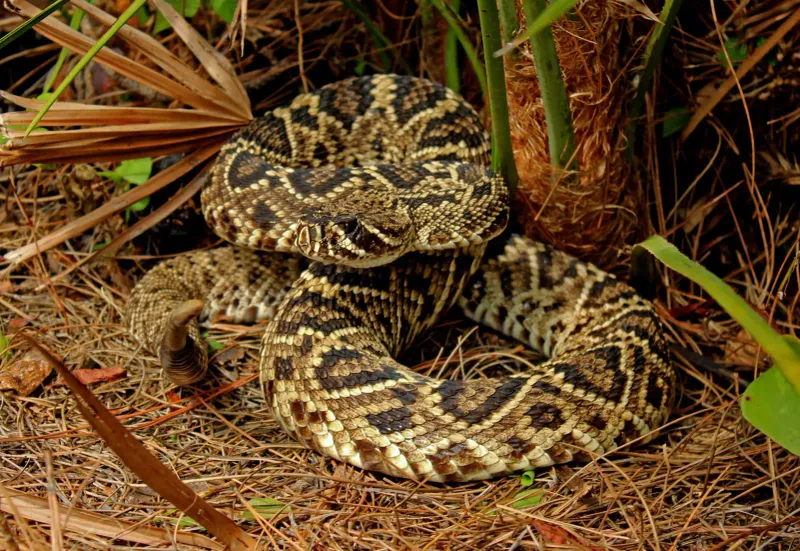 Louisiana – Eastern Diamondback Rattlesnake
