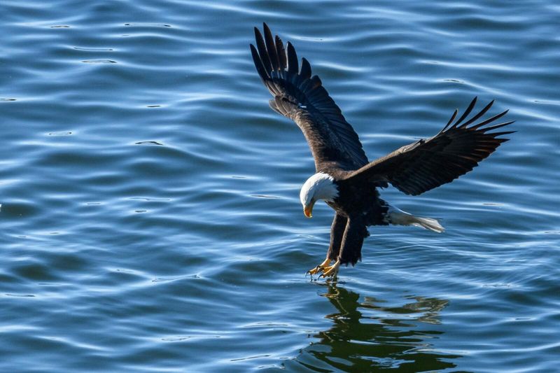 Where To Spot Bald Eagles In Northern California