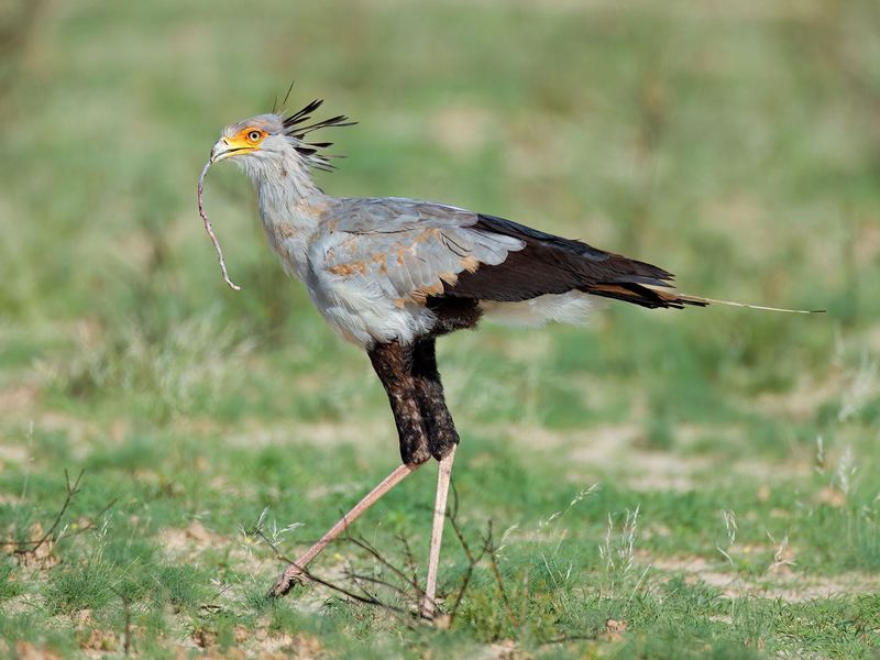 Secretary Bird