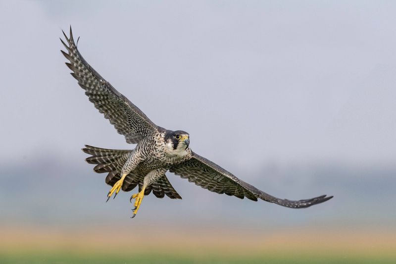 Peregrine Falcon