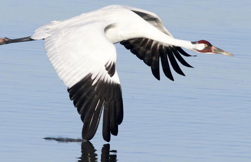 Whooping Crane