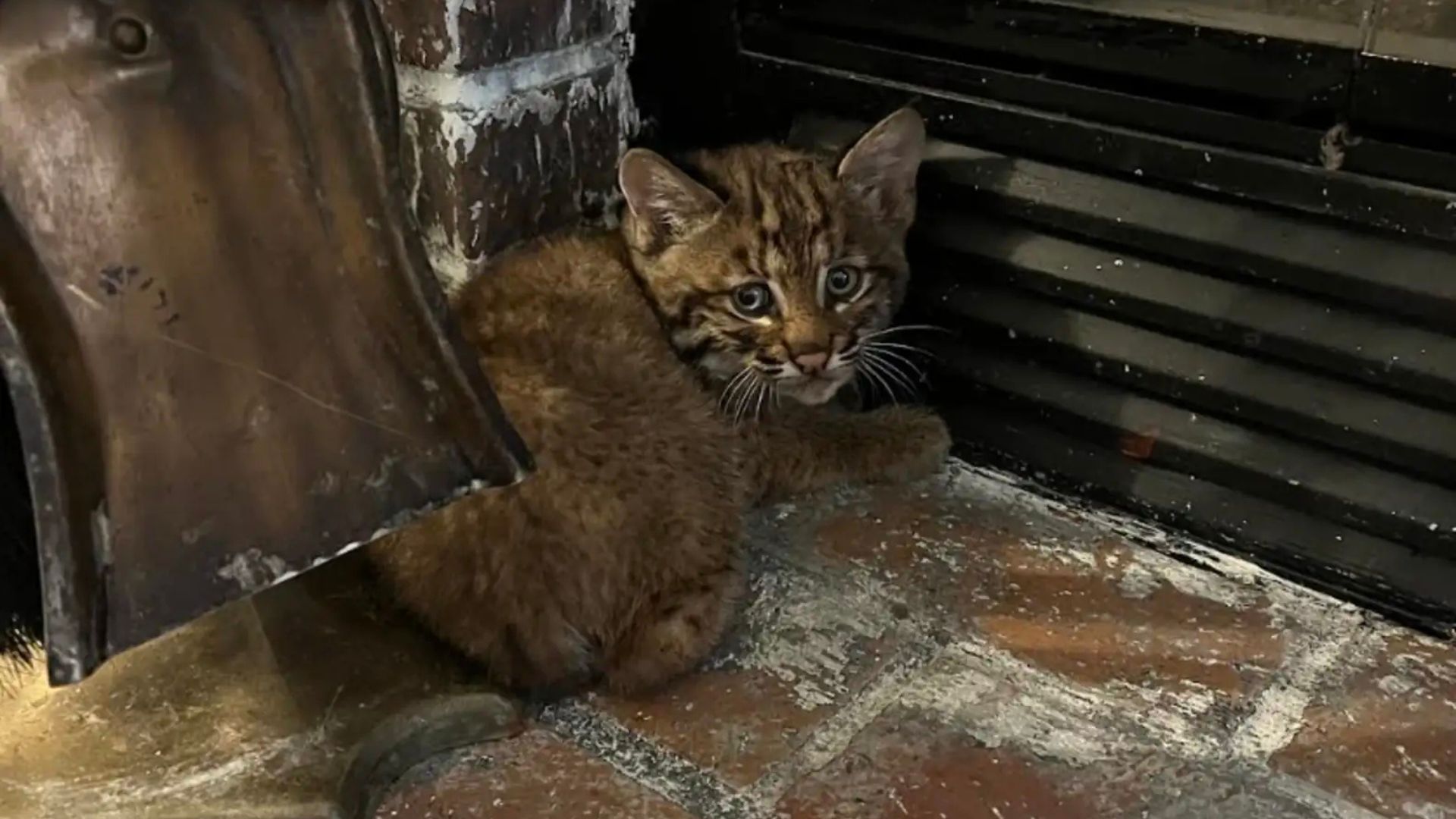 tiny bobcat